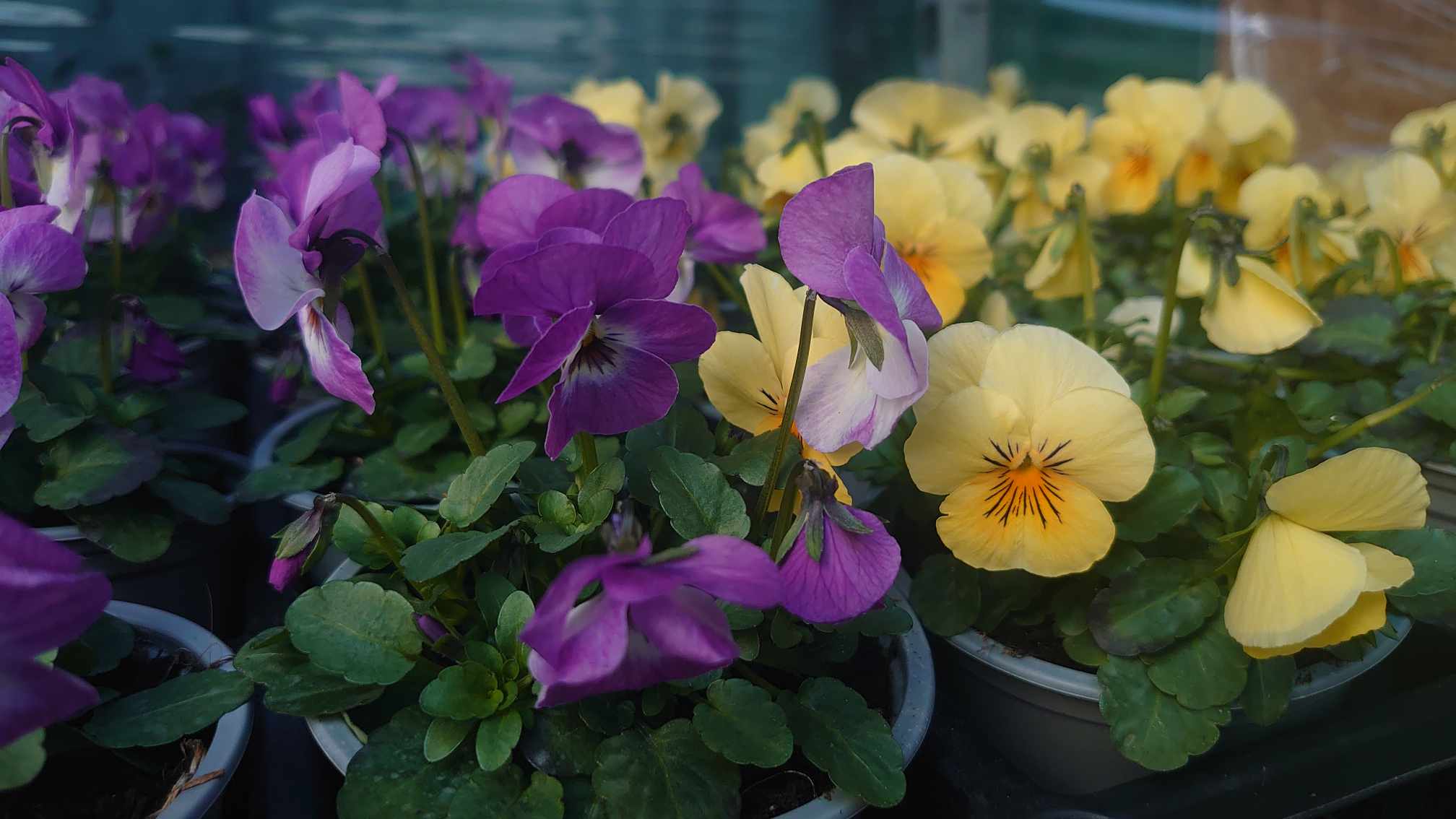 473416011_1772894086826851_664226356200739507_n